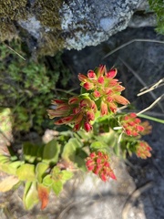 Crassula coccinea