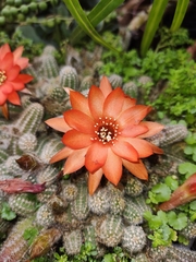 Lobivia silvestrii