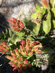 Crassula coccinea