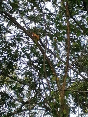 Sciurus variegatoides helveolus