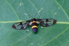 Amata fortunei