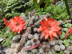 Lobivia silvestrii