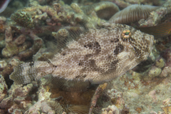 Pseudomonacanthus macrurus