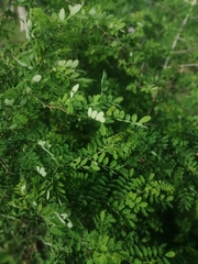 Caragana arborescens