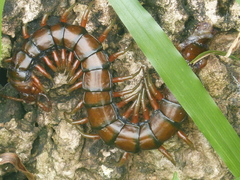 Scolopendra subspinipes