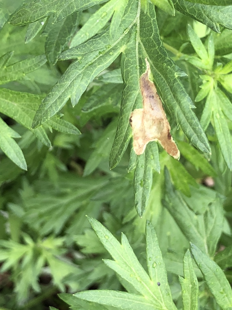 Calycomyza artemisiae