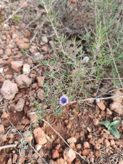 Globularia alypum