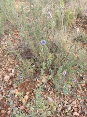 Globularia alypum