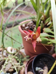 Maxillaria tenuifolia