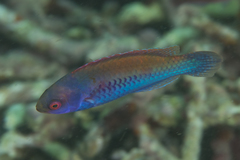 Cirrhilabrus solorensis