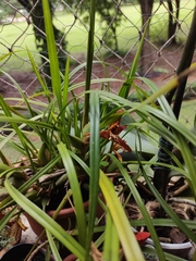 Maxillaria tenuifolia