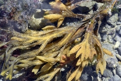 Fucus distichus edentatus