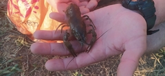 Pontastacus leptodactylus