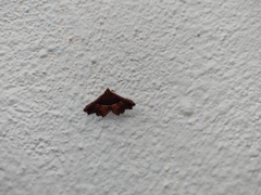 Erebidae