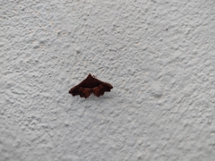 Erebidae