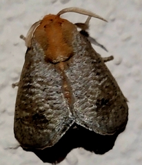 Natada michorta