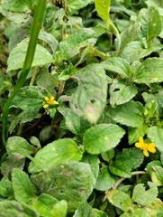 Synedrella nodiflora