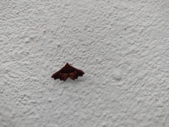 Erebidae