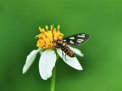 Amata huebneri