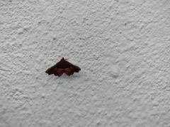 Erebidae