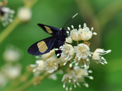 Trichaetoides apicalis