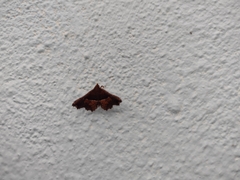 Erebidae
