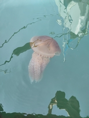 Catostylus tagi