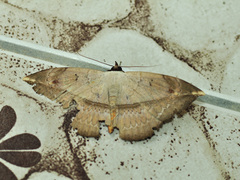 Hypopyra vespertilio