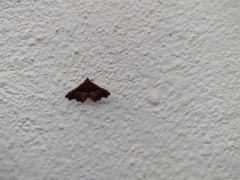 Erebidae