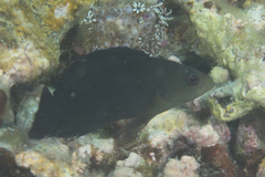 Pseudochromis fuscus