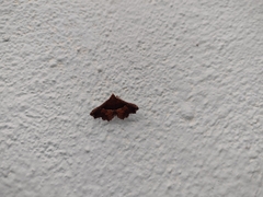 Erebidae