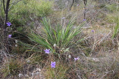 Agrostocrinum hirsutum