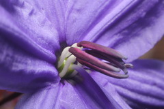 Agrostocrinum hirsutum