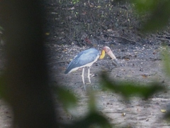 Leptoptilos javanicus