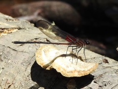 Hetaerina cruentata