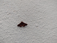 Erebidae