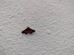 Erebidae