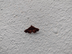 Erebidae