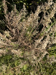 Eupatorium compositifolium