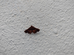 Erebidae