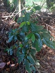 Coffea arabica