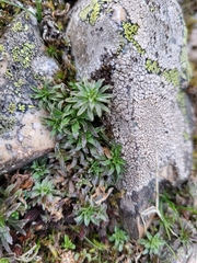 Jasione sessiliflora