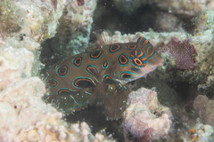 Synchiropus picturatus