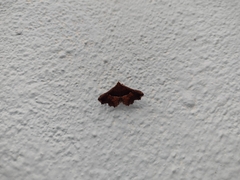 Erebidae
