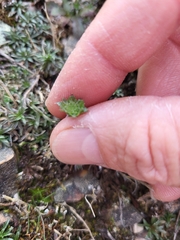 Jasione sessiliflora