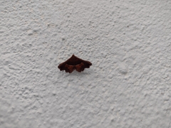 Erebidae