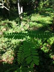 Cenostigma eriostachys