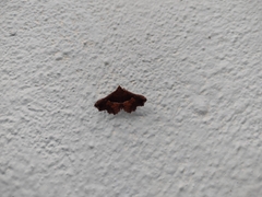Erebidae