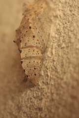 Pieris brassicae