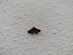 Erebidae